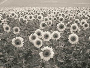 Sunflowers 2010