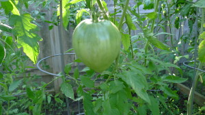 first tomato1 2019
