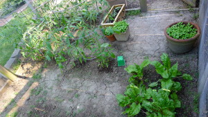 garden1 June 14 2020