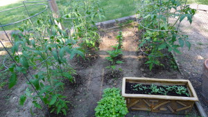 garden2 June 14 2020