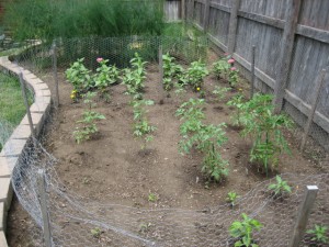 garden3 2011