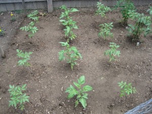 garden4 2011