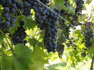 grape harvest2